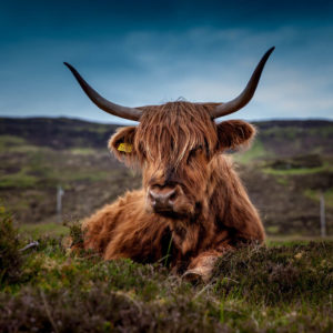 Vache boeuf Boucherie Délices and Co