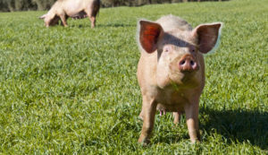 Viande de porc Délices and Co Eguilles boucherie